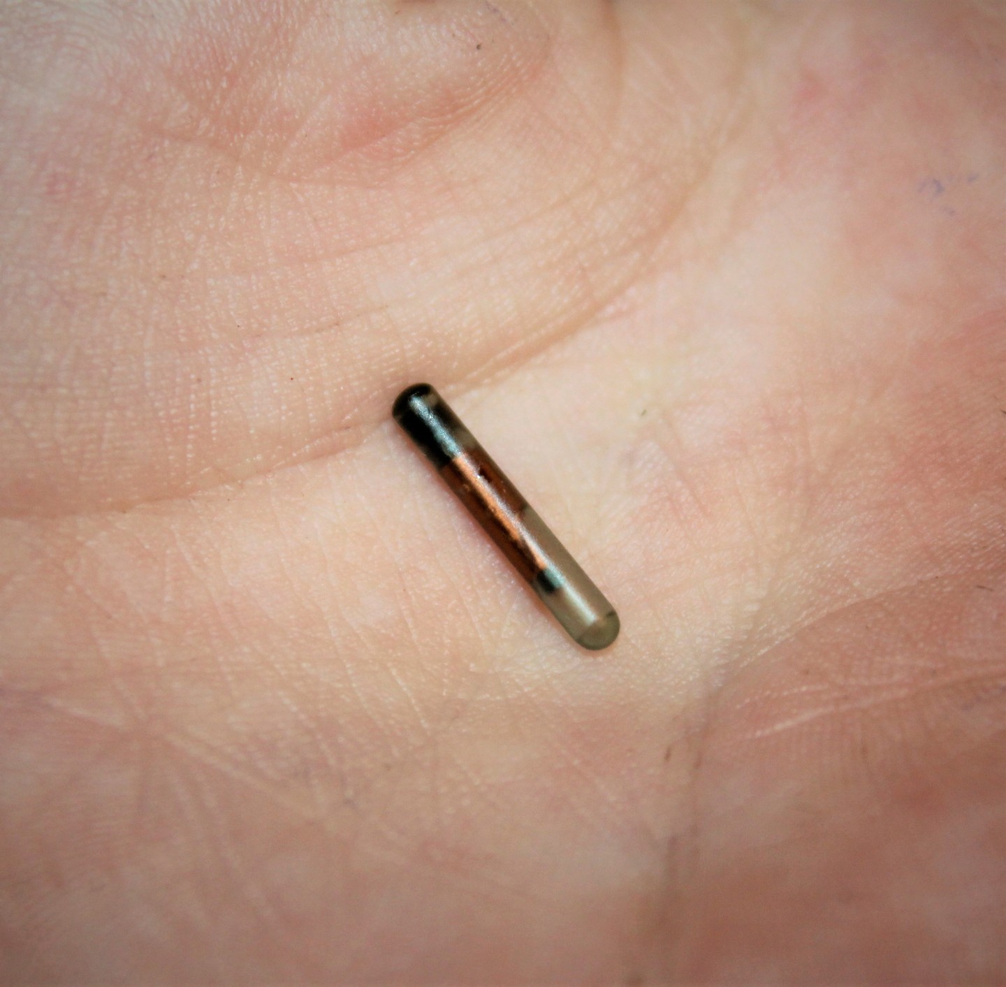 Microchips Equinos - Imagen 2