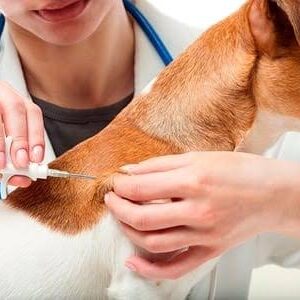 Microchips pequeños Animales