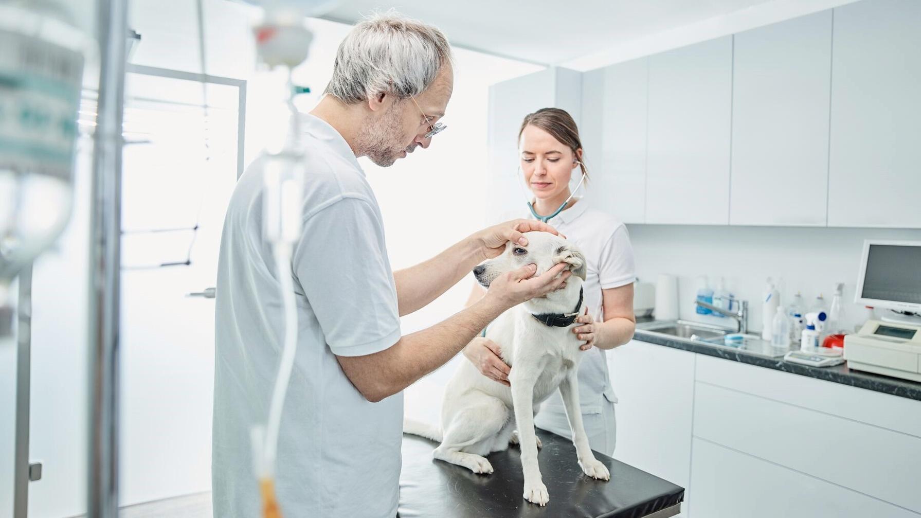 Veterinario y asistente atendiendo a un paciente canino